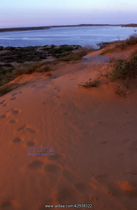 : Dune near Big Lagoon, Francois Peron National Park : Dune near Big Lagoon, Francois Peron National Park
