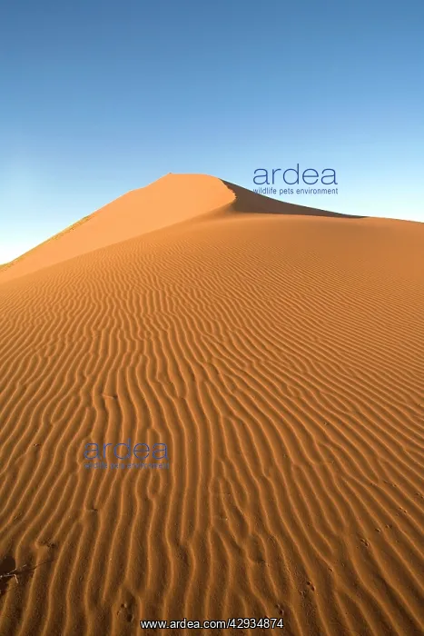  : Dune near Sossus Vlei - Namib Desert