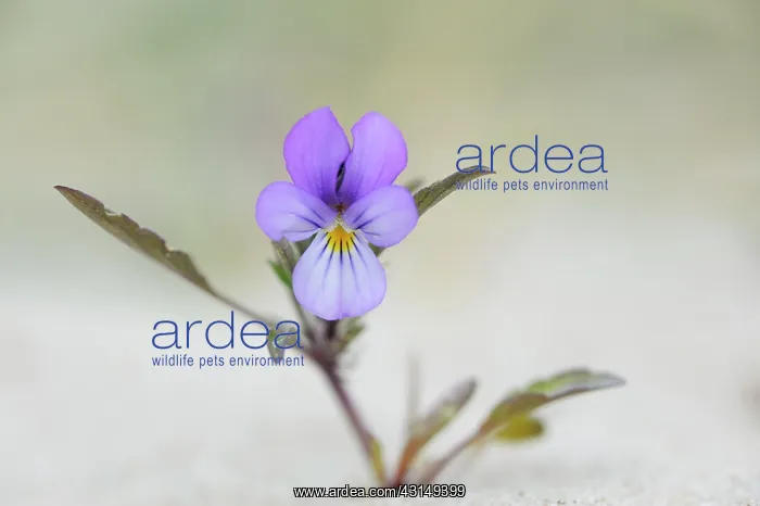 : Dune pansy : Dune pansy