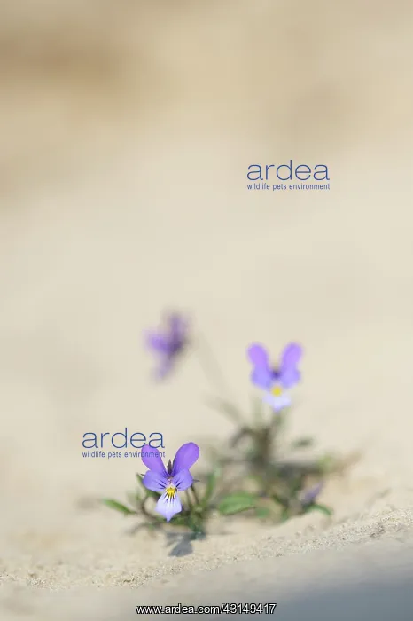 : Dune pansy : Dune pansy