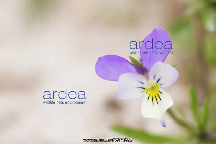 : Dune Pansy : Dune Pansy
