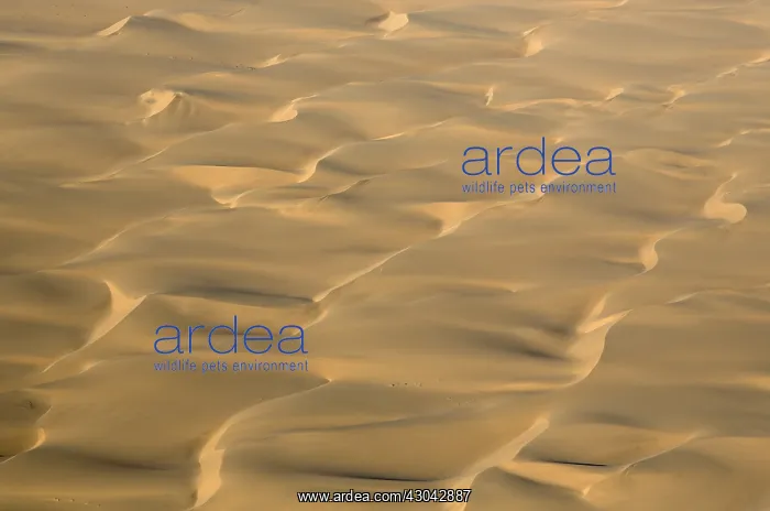 : Dune patterns in the Namib Desert - aerial view : Dune patterns in the Namib Desert - aerial view