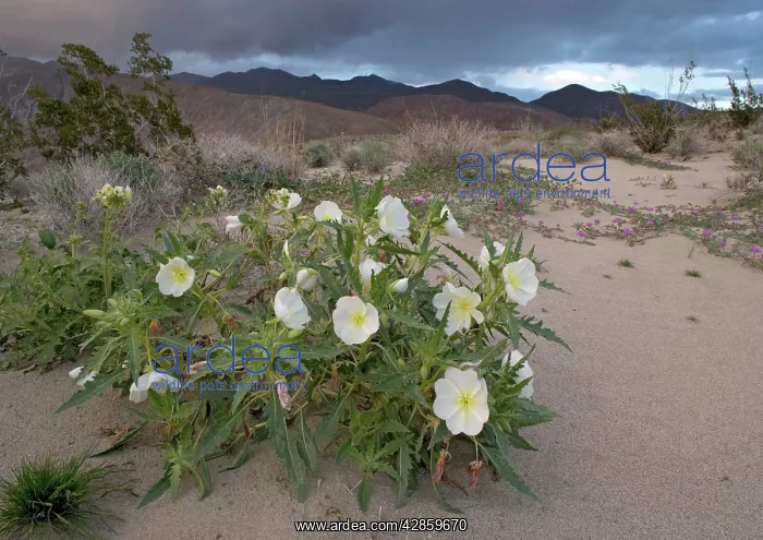 : Dune Primrose : Dune Primrose