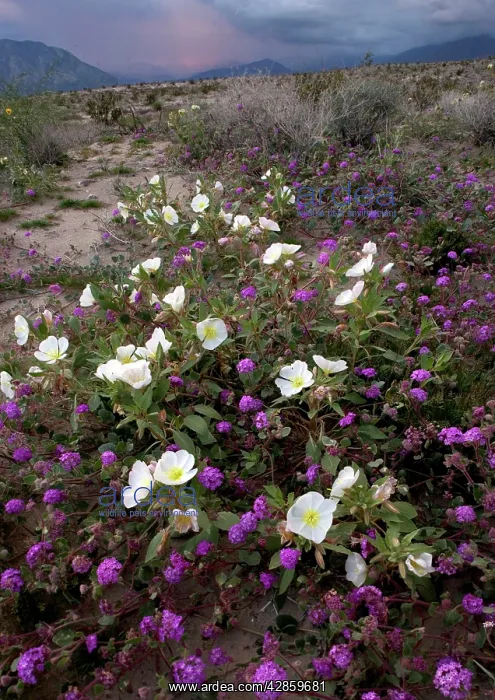 : Dune Primrose - & Sand Verbena : Dune Primrose - & Sand Verbena