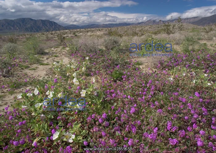 : Dune Primrose - and Sand Verbena (Abronia villosa) : Dune Primrose - and Sand Verbena (Abronia villosa)