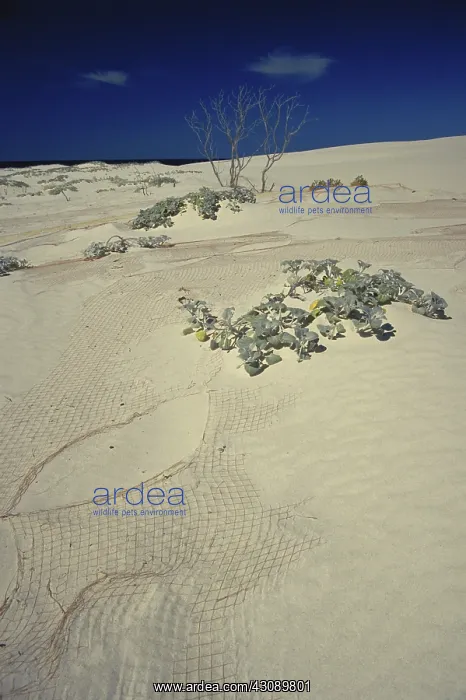 : Dune Restoration in Australia : Dune Restoration in Australia