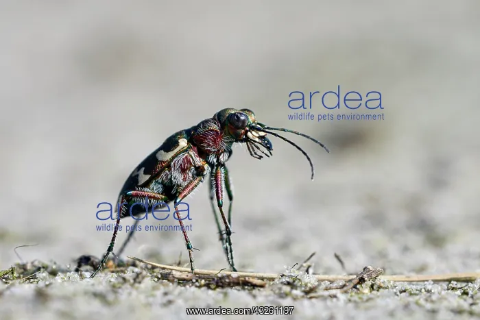 : Dune Sand Beetle, northern dune tiger beetle (Cicindela : Dune Sand Beetle, northern dune tiger beetle (Cicindela