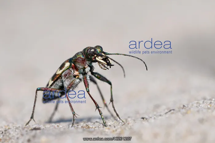: Dune Sand Beetle, northern dune tiger beetle (Cicindela : Dune Sand Beetle, northern dune tiger beetle (Cicindela