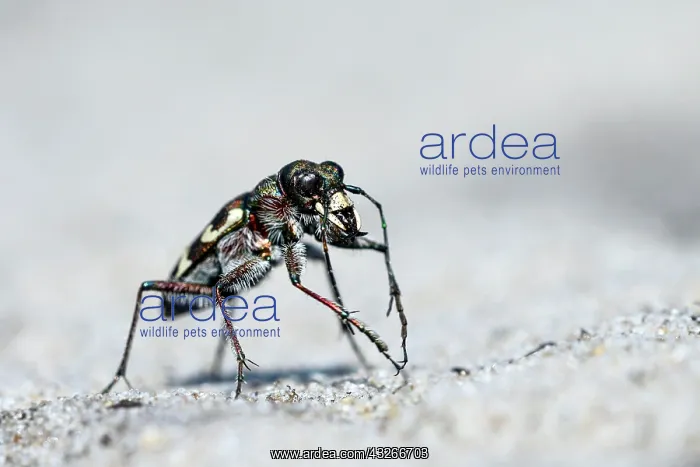 : Dune sand beetle, northern dune tiger beetle (Cicindela : Dune sand beetle, northern dune tiger beetle (Cicindela