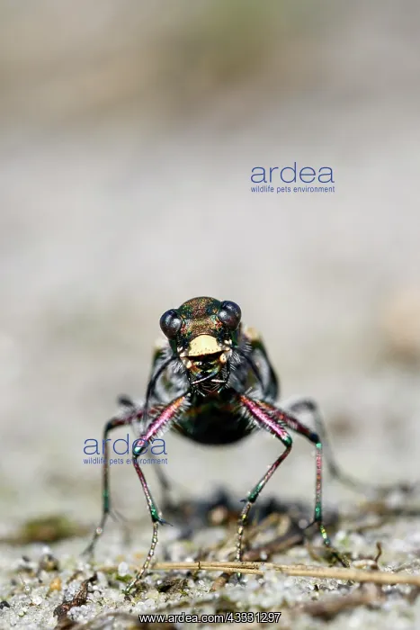 : Dune Sand Beetle, northern dune tiger beetle (Cicindela : Dune Sand Beetle, northern dune tiger beetle (Cicindela
