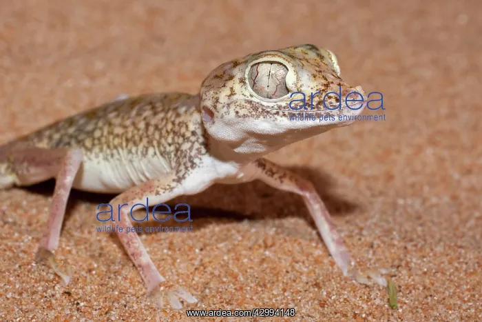 : Dune Sand Gecko : Dune Sand Gecko