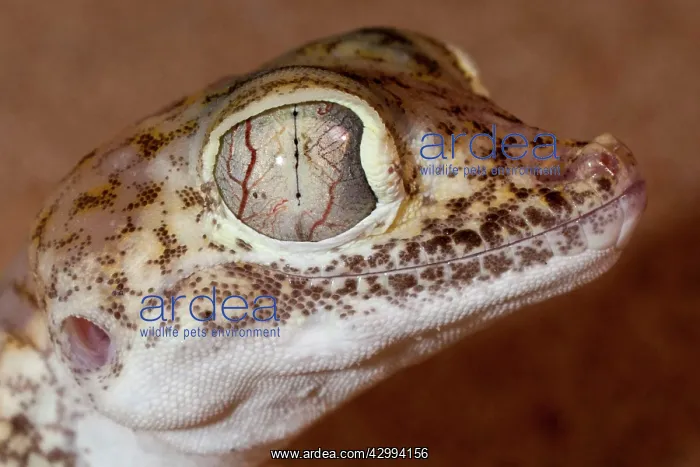 : Dune Sand Gecko : Dune Sand Gecko
