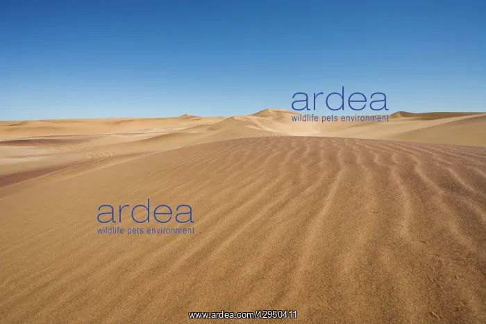 : Dune Scene with blue sky : Dune Scene with blue sky