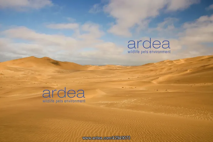 : Dune scene - under a blue sky with light clouds : Dune scene - under a blue sky with light clouds