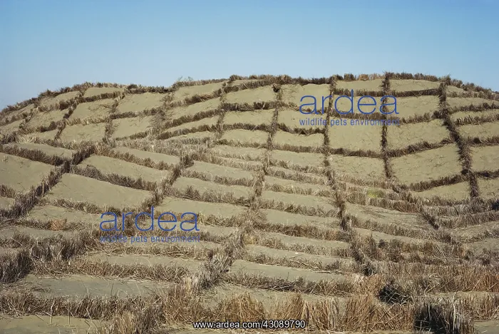 : Dune Stabilization : Dune Stabilization