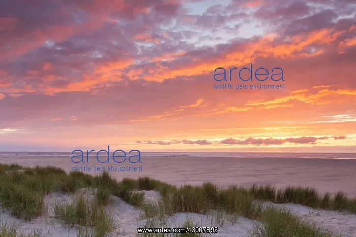 : Dune at sunset - isle of Texel - Netherlands : Dune at sunset - isle of Texel - Netherlands