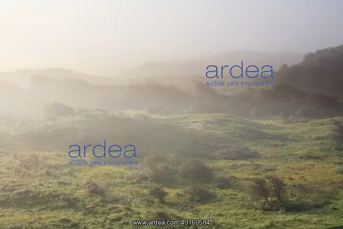 : Dune valley with Common Hawthorn (Crataegus monogyna) on misty morning at sunrise : Dune valley with Common Hawthorn (Crataegus monogyna) on misty morning at sunrise