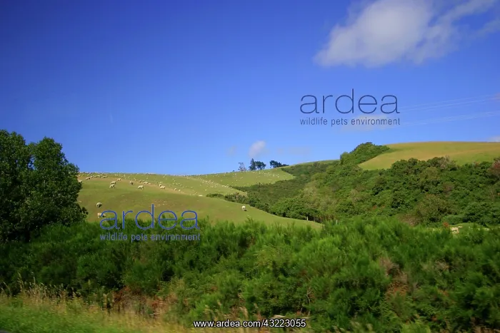 : Dunedin, New Zealand. The pristine natural : Dunedin, New Zealand. The pristine natural