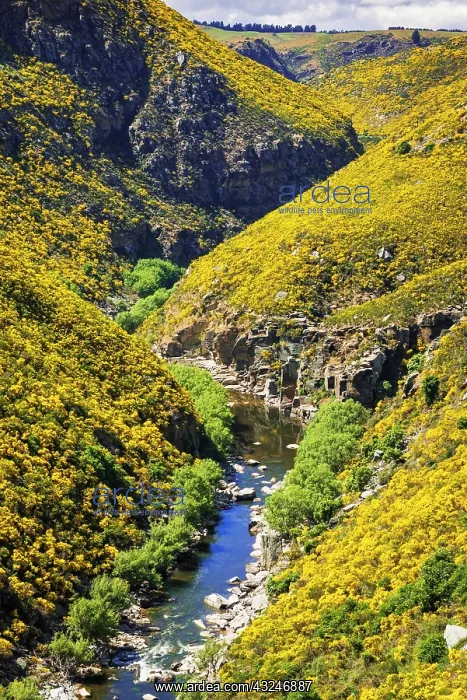 : Dunedin Railways tour of the Taieri Gorge, Otago : Dunedin Railways tour of the Taieri Gorge, Otago