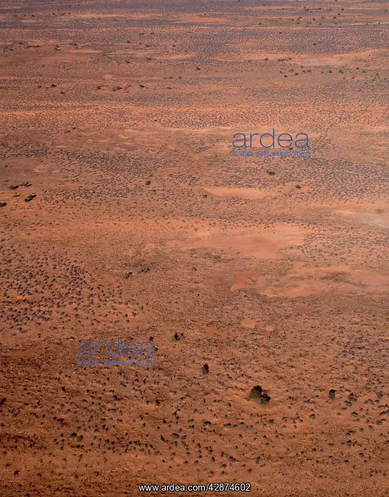 : Dunefields (dunes & interdune corridors) : Dunefields (dunes & interdune corridors)