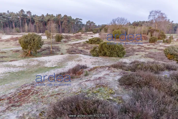 : Dunes with Common Heath (Calluna vulgaris) and : Dunes with Common Heath (Calluna vulgaris) and