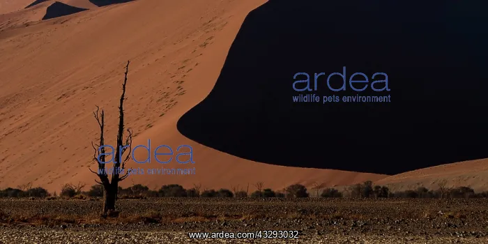 : dunes and dead trees are part of Namib landscape : dunes and dead trees are part of Namib landscape