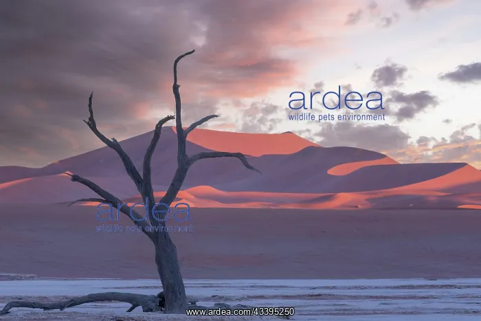  : DUNES DEADVLEI