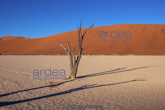 : DUNES DEADVLEI : DUNES DEADVLEI