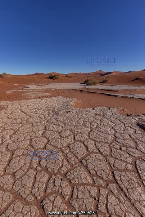 : DUNES DEADVLEI : DUNES DEADVLEI
