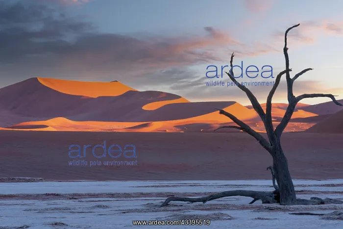 : DUNES DEADVLEI : DUNES DEADVLEI