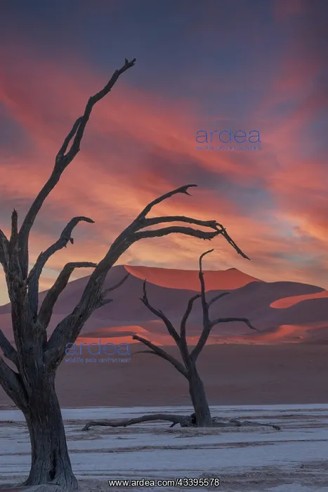 : DUNES DEADVLEI : DUNES DEADVLEI