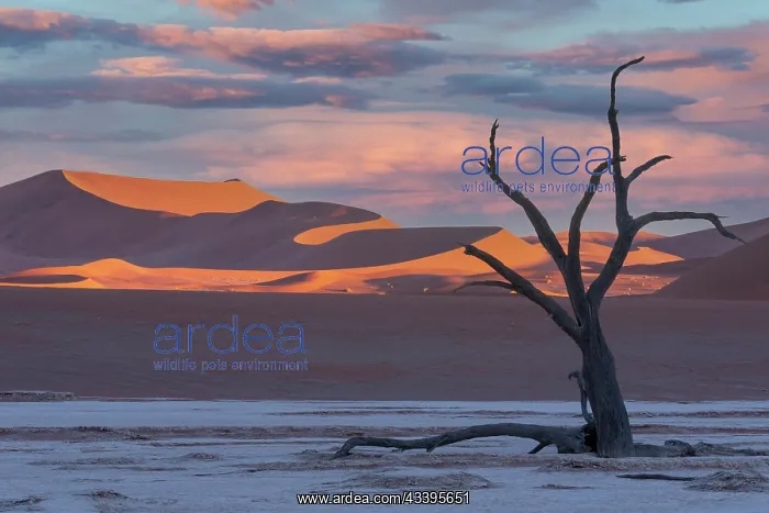 : DUNES DEADVLEI : DUNES DEADVLEI