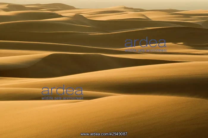 : Dunes in late afternoon light : Dunes in late afternoon light