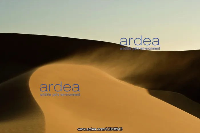 : Dunes in late afternoon light - with sand blowing : Dunes in late afternoon light - with sand blowing