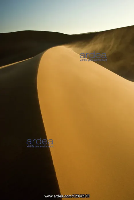 : Dunes in late afternoon light - with sand blowing : Dunes in late afternoon light - with sand blowing