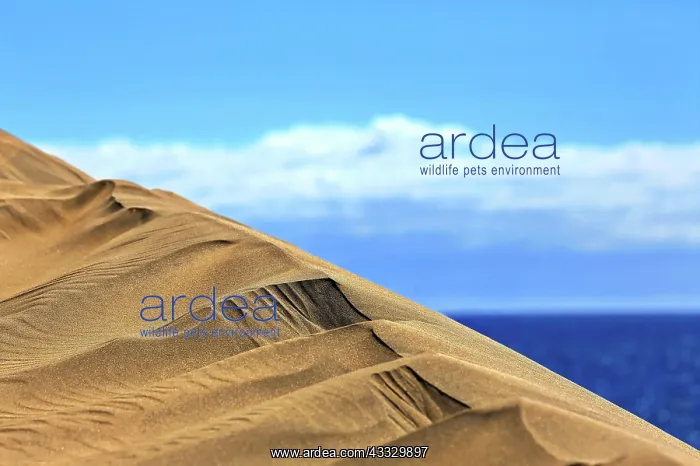 : The dunes of Maspalomas directly on the Atlantic : The dunes of Maspalomas directly on the Atlantic
