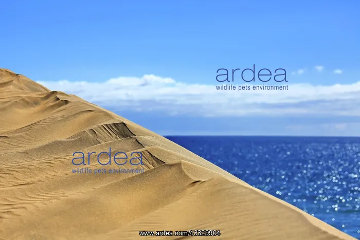 : The dunes of Maspalomas directly on the Atlantic : The dunes of Maspalomas directly on the Atlantic