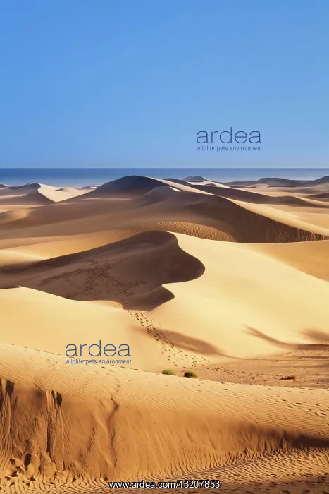: Dunes of Maspalomas, Gran Canaria, Canary Islands : Dunes of Maspalomas, Gran Canaria, Canary Islands