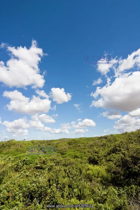 : Dunes and Mediterranean bush behind Capalbio : Dunes and Mediterranean bush behind Capalbio
