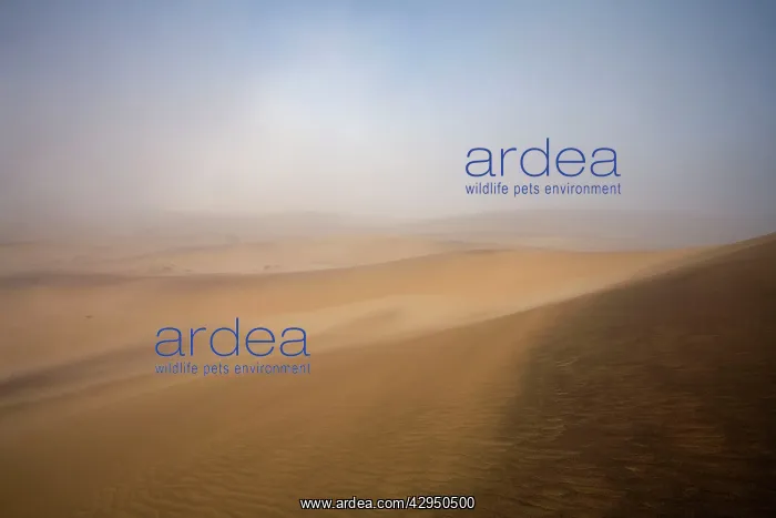  : Dunes in the mist - Dune Belt near Walvis Bay
