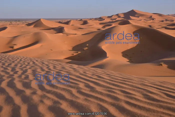 : Dunes in the morning light, Great Sand Sea, Sahara : Dunes in the morning light, Great Sand Sea, Sahara
