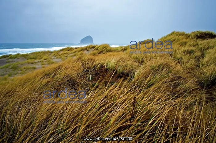 : Dunes, Oregon Coast : Dunes, Oregon Coast