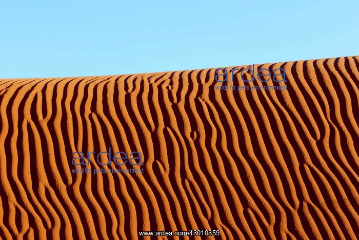 : Dunes with ripple marks : Dunes with ripple marks