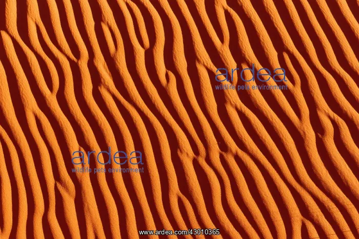 : Dunes with ripple marks : Dunes with ripple marks