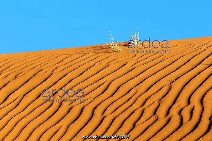 : Dunes with ripple marks : Dunes with ripple marks