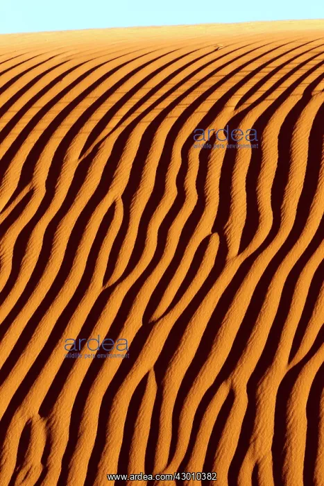 : Dunes with ripple marks : Dunes with ripple marks