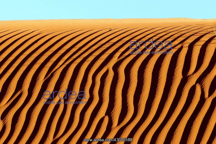 : Dunes with ripple marks : Dunes with ripple marks