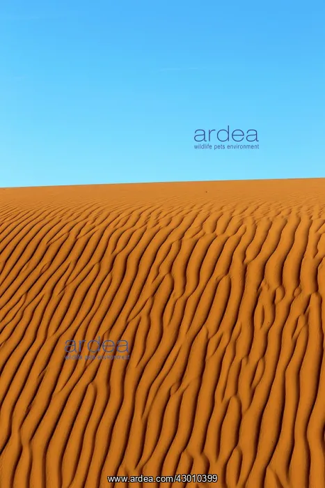 : Dunes with ripple marks : Dunes with ripple marks