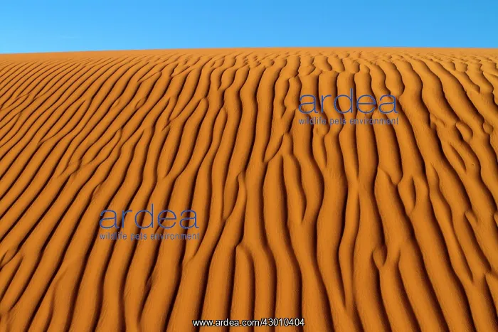: Dunes with ripple marks : Dunes with ripple marks