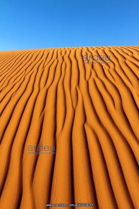 : Dunes with ripple marks : Dunes with ripple marks